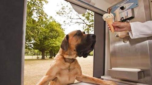 How about dogs eating ice cream?