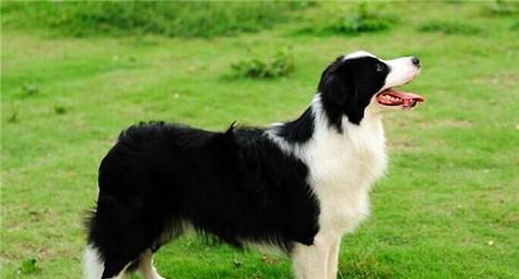 How can border collies be trained to see results quickly?