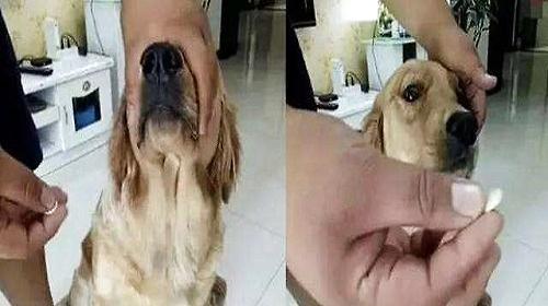 How can you let the dog take medicine obediently?