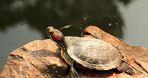 How do Brazilian tortoises grow fast? Brazilian turtle breeding