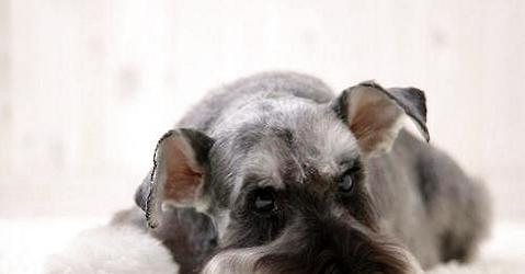 How do novices raise schnauzers?