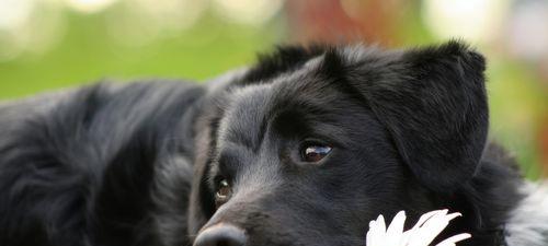 How is Labrador having bad breath?