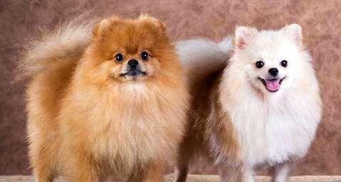 How is the price of English Pomeranian determined?