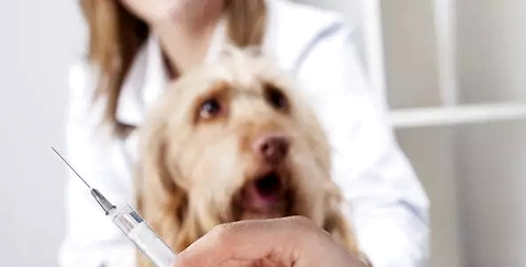 How many of these dog deworming mistakes have you won?