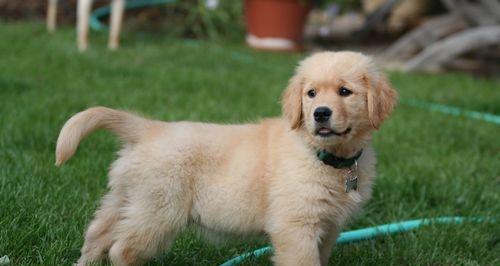 How much does it cost to buy a golden retriever?
