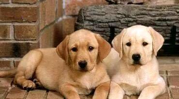 How much does Labrador usually cost? How to see if it is purebred?