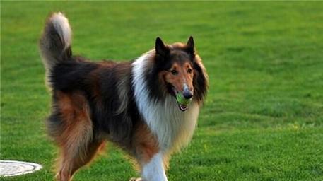 How much is a Scottish Shepherd Dog? Related to these factors!