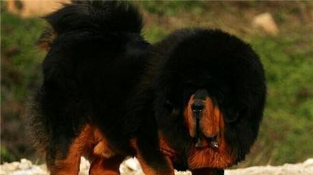 How much is a Tibetan mastiff? The price of 2019 Tibetan Mastiff is hot!