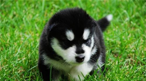 How much is an Alaskan Malamute?