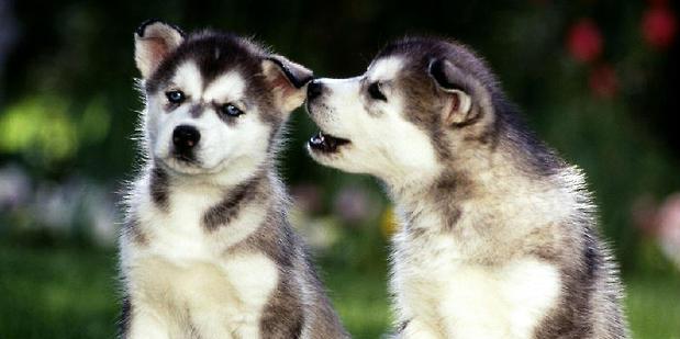 How much is Husky vaccine?