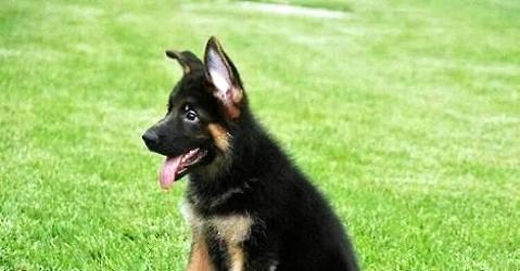 How much is the German Shepherd Dog? You can tell at a glance!