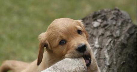 How should puppies care during tooth change?