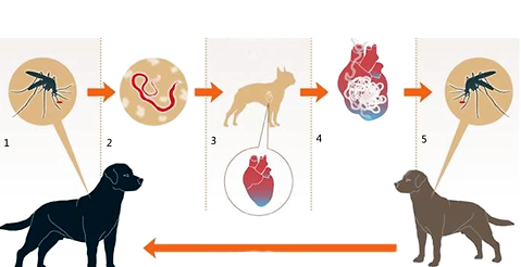 How terrible is a dog infected with heartworm? You really need to know something about heartworm.