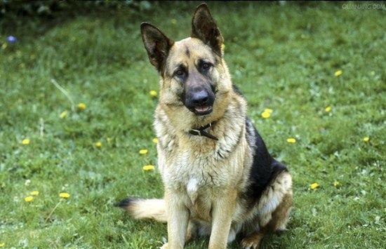 How to adapt German Shepherd to the environment