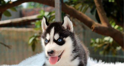 How to Adapt Husky Puppy to New Home