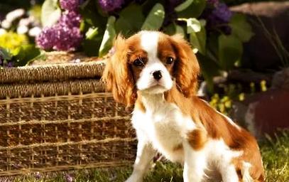 How to beautify King Charles Beagle? Chashiwang beagle beauty