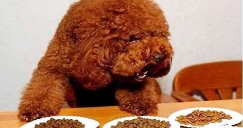 How to choose dog food? Selection method of dog food