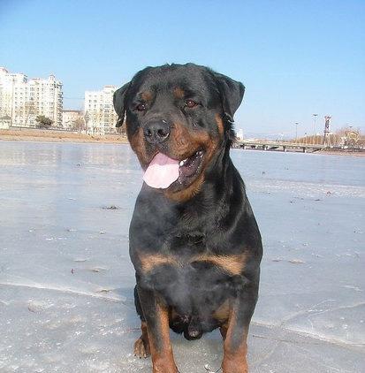 How to correct Rottweiler's behavior of defecating and urinating?