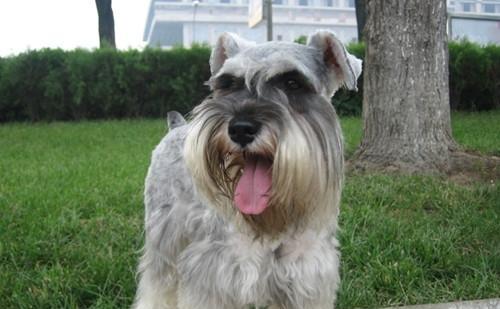 How to cultivate Schnauzer's good character