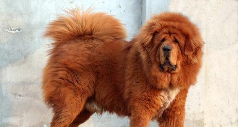 How to deal with Tibetan mastiff vomiting How to deal with Tibetan mastiff vomiting