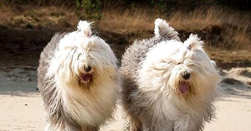 How to deal with vomiting of ancient sheepdogs?