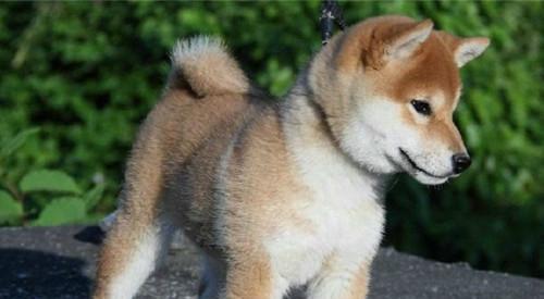How to deworm Akita dogs