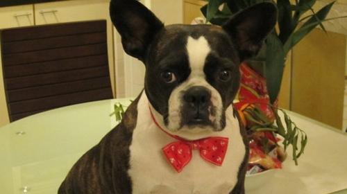 How to distinguish a French bulldog from a Boston terrier