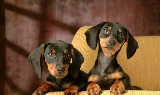How to do beauty treatment for dachshunds