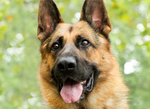 How to get rid of the bad habit of German shepherd dogs biting things?