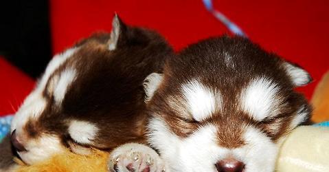 How to help puppies increase their resistance?