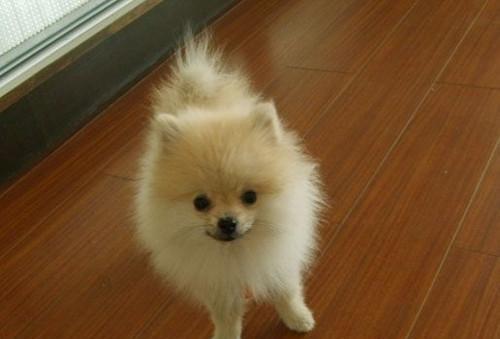How to keep Pomeranian from being small?
