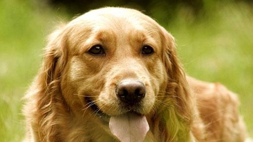 How to make golden retrievers eat more scientifically