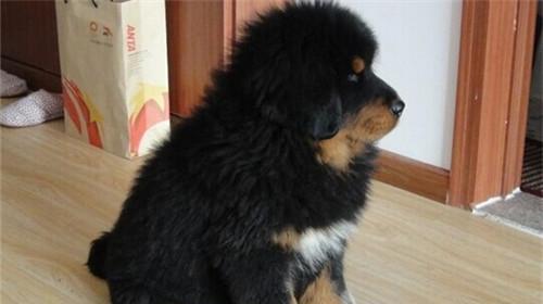 How to make Tibetan Mastiff recognize the Lord