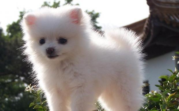 How to make timid Pomeranian bold?