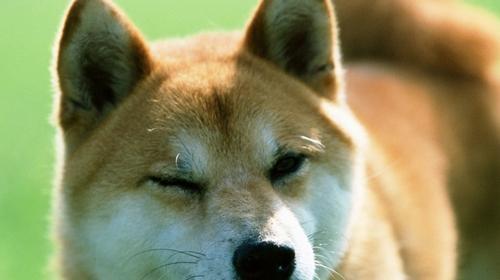 How to prevent autumn diseases of Shiba Inu.