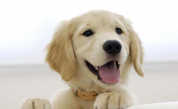 How to prevent dog oral diseases