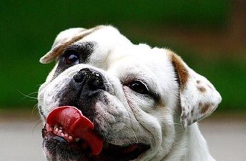 How to prevent gingivitis in dogs