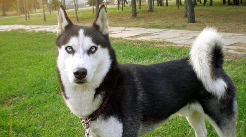 How to prevent huskies from suffering from skin diseases
