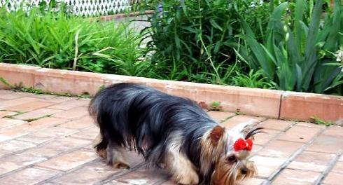 How to raise a Yorkshire terrier? Is it easy to raise a Yorkshire terrier?