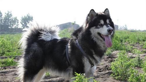 How to raise Alaskan Malamute?