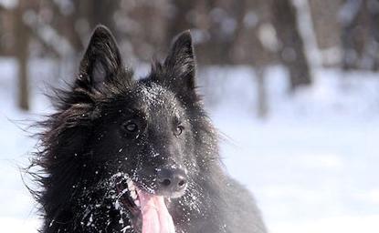 How to raise border collies? Pay attention to these points.