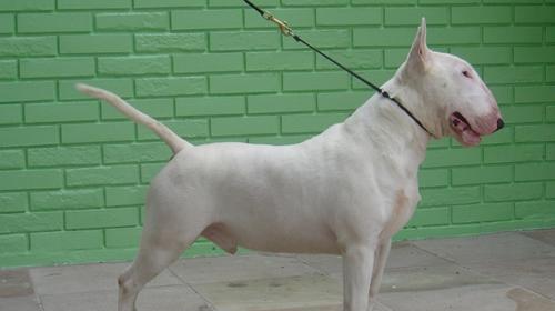 How to raise bull terrier?