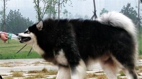 How to raise dogs in Alaska?