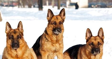 How to raise German shepherd puppies?