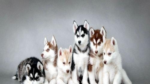 How to raise huskies?