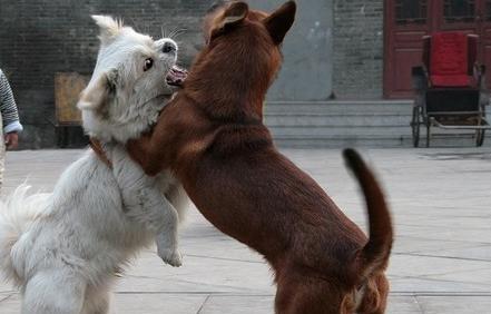 How to separate two dogs fighting?