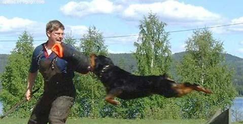 How to stop Rottweiler from attacking people?