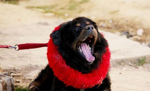 How to take care of a pregnant Tibetan Mastiff