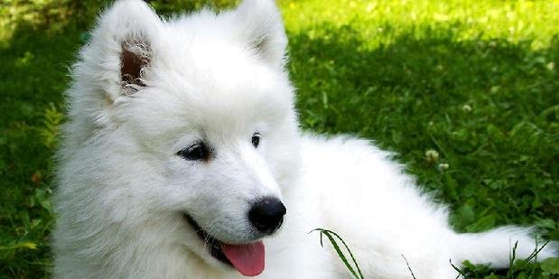 How to tell the difference between Samoyed and Silver Fox is 10 points different.