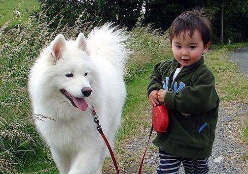 How to tie a leash to a dog when going out for a walk